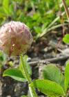 Einzelbild 7 Erdbeer-Klee - Trifolium fragiferum