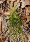 Einzelbild 8 Weisse Segge - Carex alba