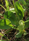 Einzelbild 8 Breitblättrige Primel - Primula latifolia