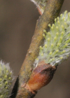 Einzelbild 8 Grossblättrige Weide - Salix appendiculata