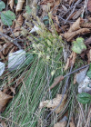 Einzelbild 8 Niedrige Segge - Carex humilis