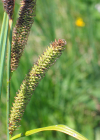 Einzelbild 7 Scharfkantige Segge - Carex acutiformis