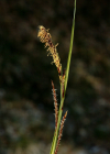 Einzelbild 8 Immergrüne Segge - Carex sempervirens